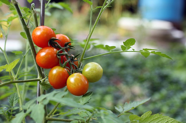 pestovanie zeleniny v tieni - cherry paradajky